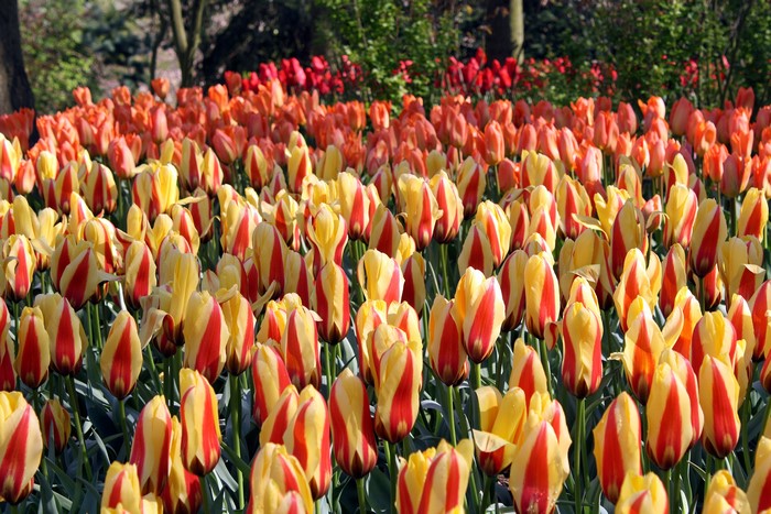 Field of Red and Yellow Striped Tulips