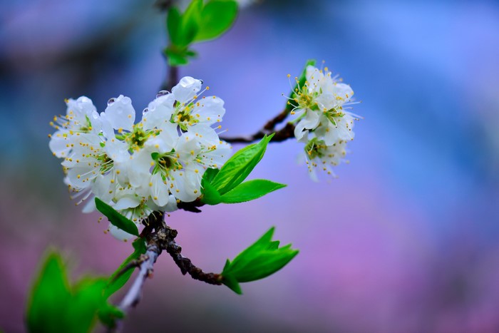 White cherry blossoms on a branch with green leaves