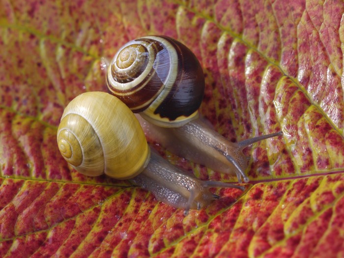 Two Snails on a Red and Yellow Leaf