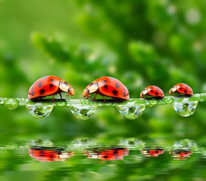Four ladybugs on a blade of grass with water drops