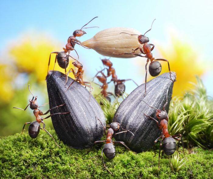 Ants working together to move a sunflower seed