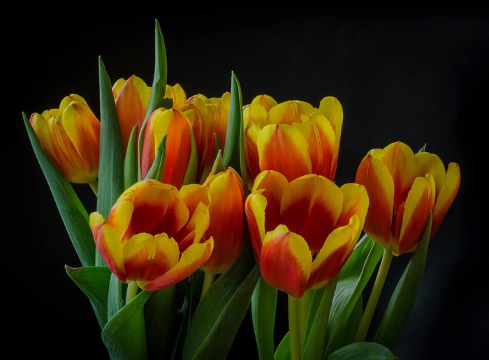 4K Tulips with Black Background