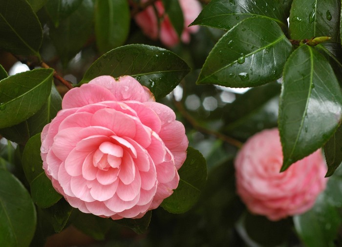 Pink Camellia flower with green foliage