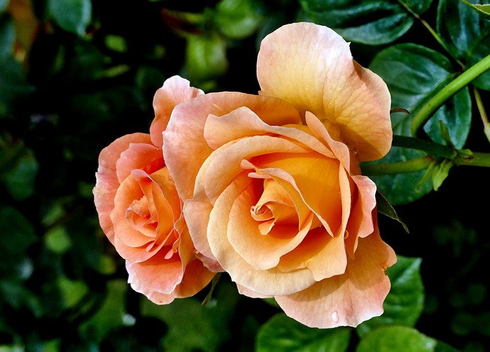 Two peach roses in bloom