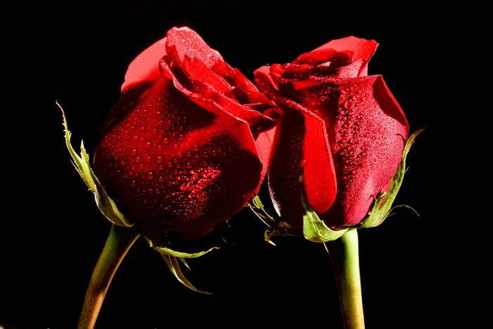 Two red roses with water drops on a black background