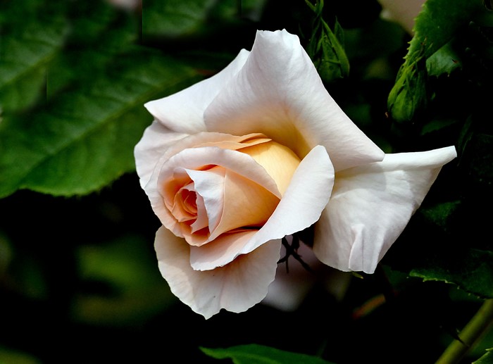 4K Closeup of a White and Peach Rose