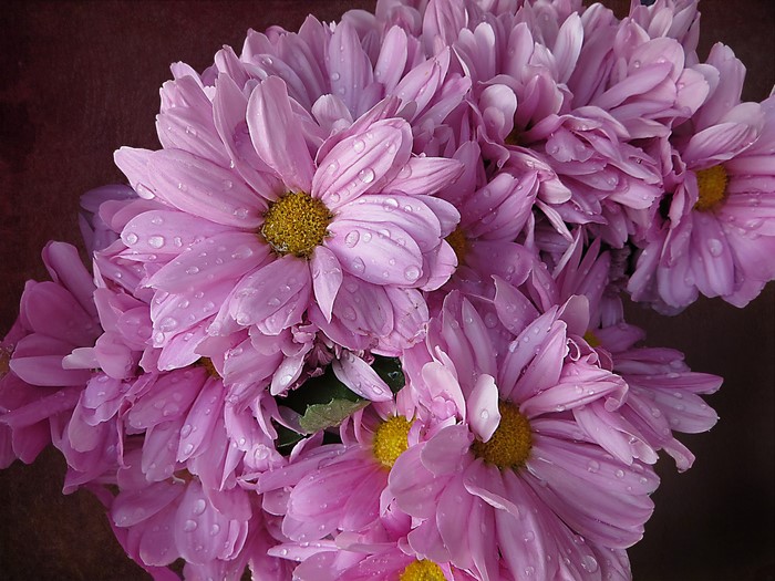 Pink Chrysanthemums with Water Droplets