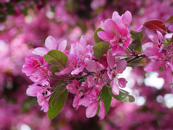 Close-up of pink crabapple blossoms on a branch