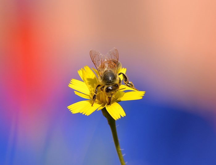 Bee on a yellow flower
