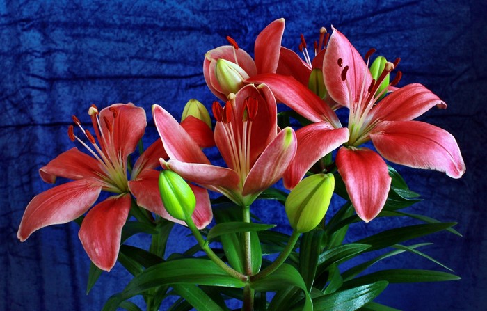 Red lilies with green buds against a blue textured background