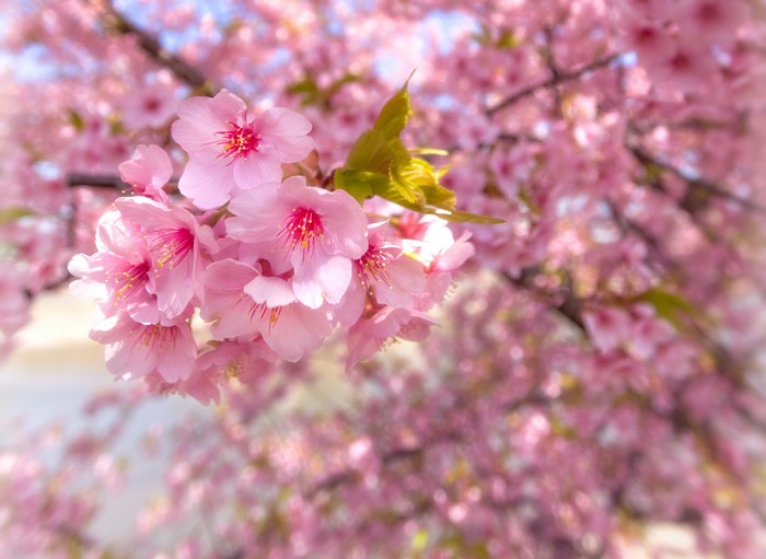 Close-up of pink cherry blossoms on a tree