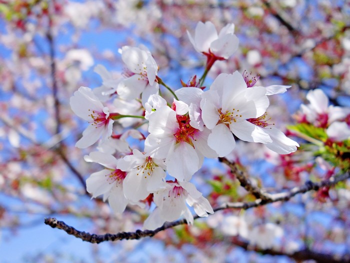 4K Closeup of White Sakura Cherry Blossoms on Branches