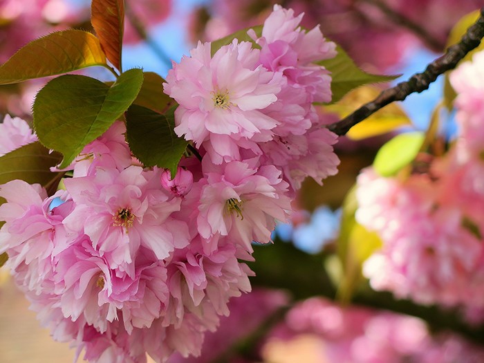 Pink cherry blossoms on a branch