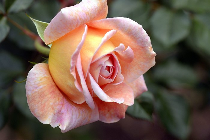 Close-up of a peach and pink rose