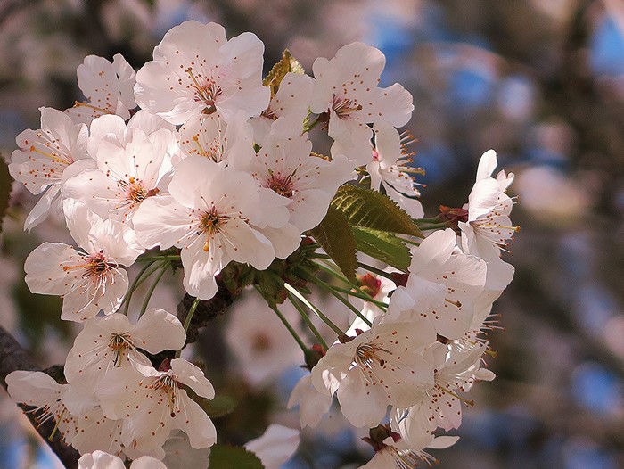 Close-up of white cherry blossoms on a branch