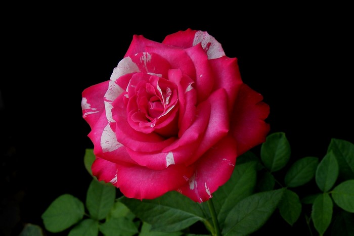 Pink and white striped rose on black background
