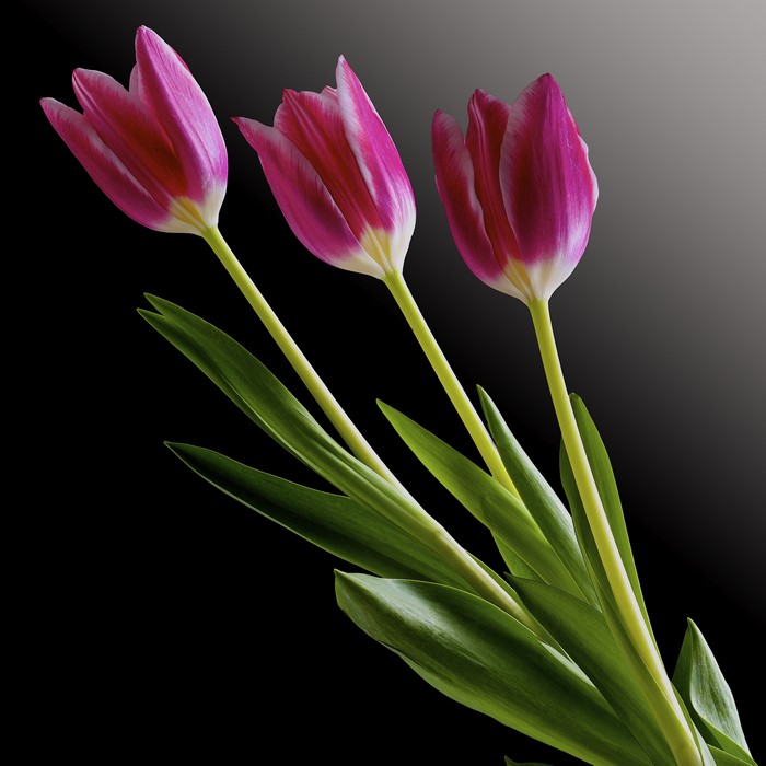 Three pink tulips with green leaves