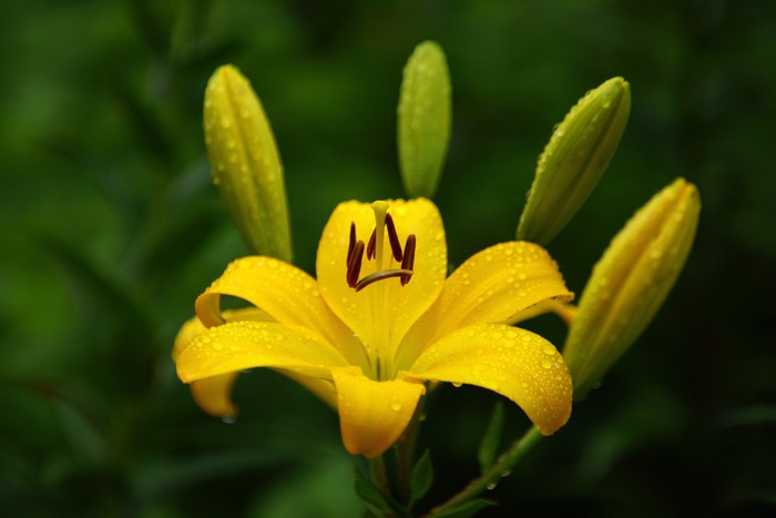 Yellow lily with water droplets and buds