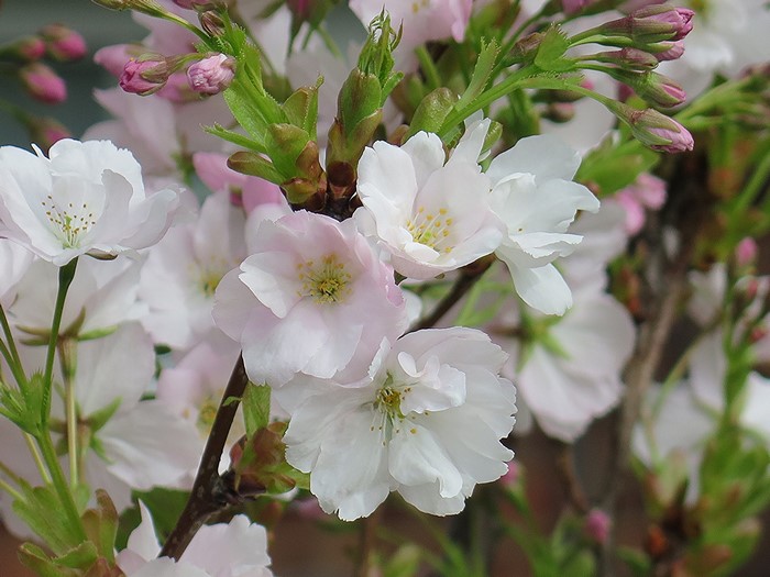 Close-up of white and pink cherry blossoms