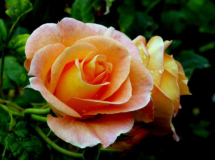 Close-up of a peach and yellow rose with water droplets
