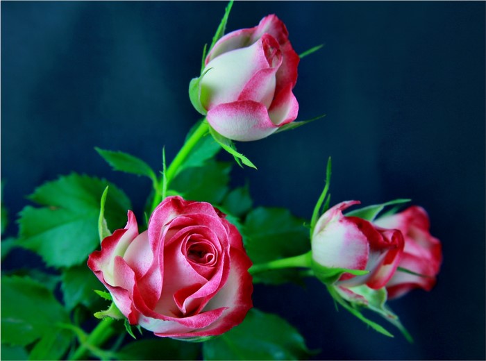 Three pink and white roses on a dark background