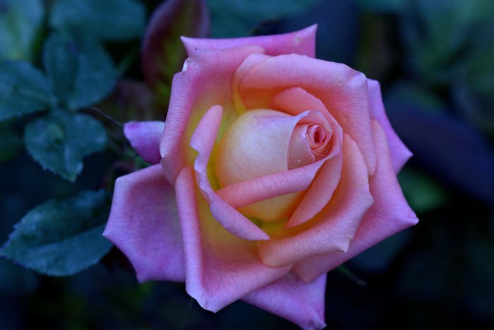 Pink and yellow rose closeup