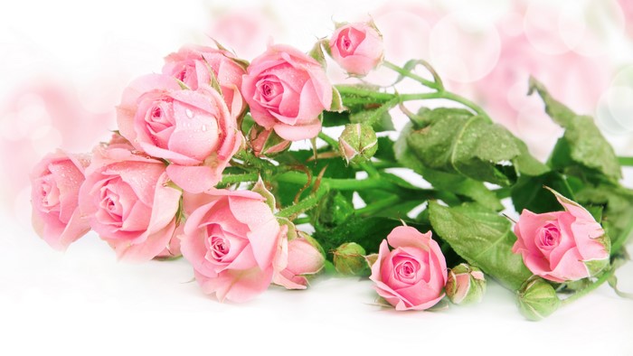 Pink Roses with Water Droplets