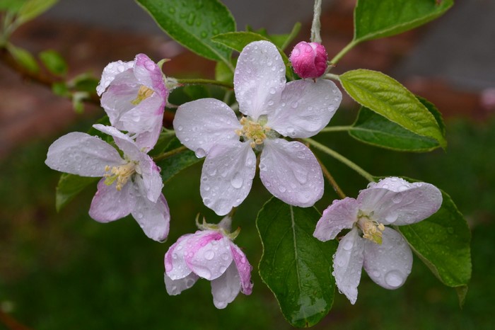 Apple blossoms with water droplets
