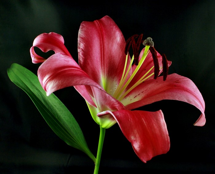 Red lily flower with green leaf