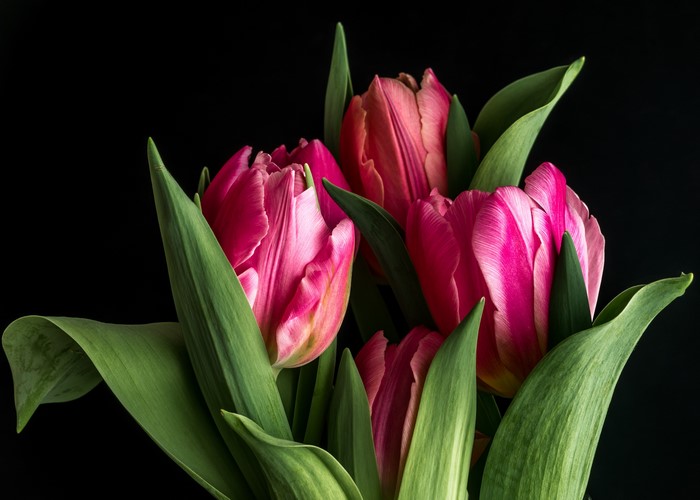 Close-up of pink and red tulips on a black background