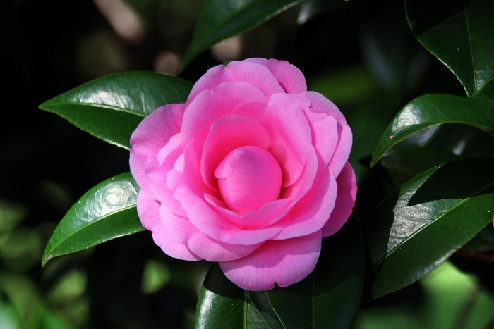 Pink Camellia flower with green leaves