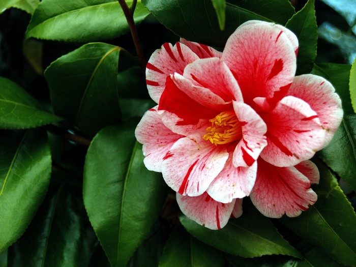 Closeup of a Camellia flower with red and white petals
