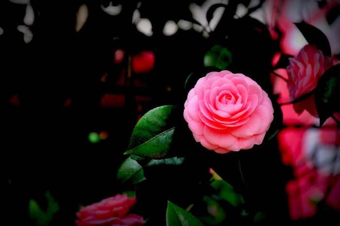 4K Pink Camellia Flower