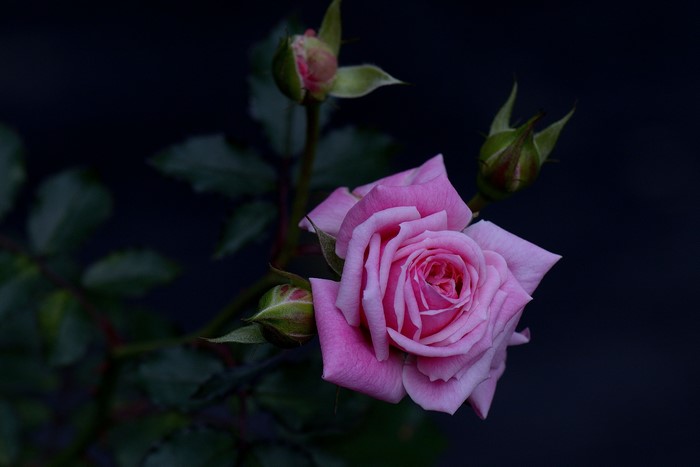 Pink Rose with Buds