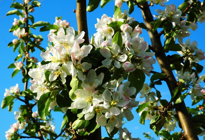 Apple tree blossoms against a blue sky