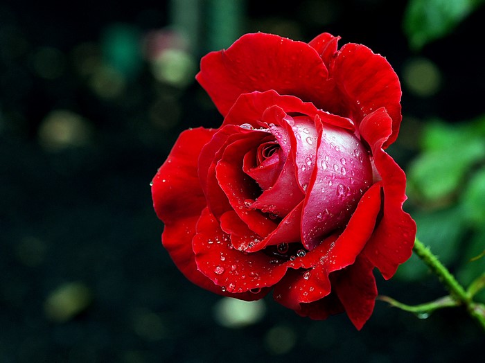 Red rose with water drops