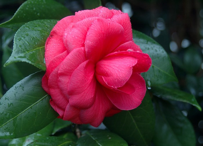 Pink Camellia flower with water droplets
