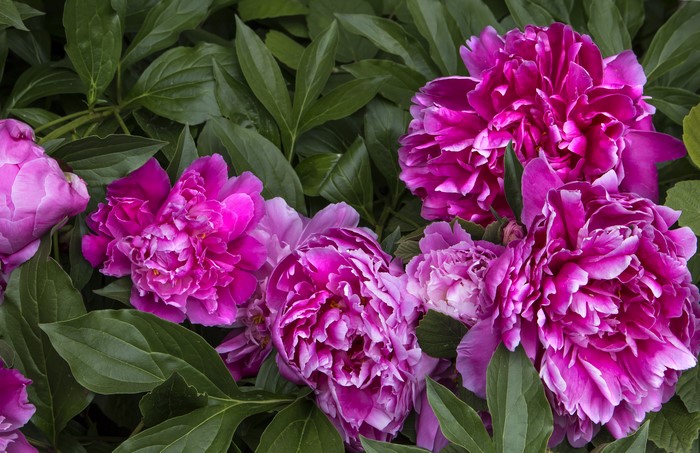 Violet Peonies