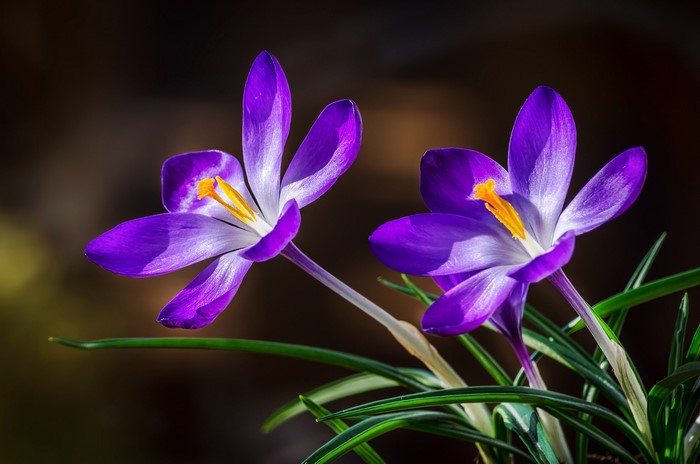 Two purple crocuses with yellow stamens