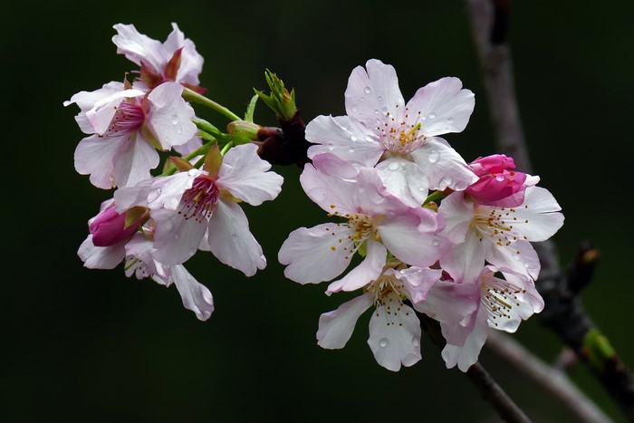 Close-up of Pink Sakura Blossoms with Water Droplets
