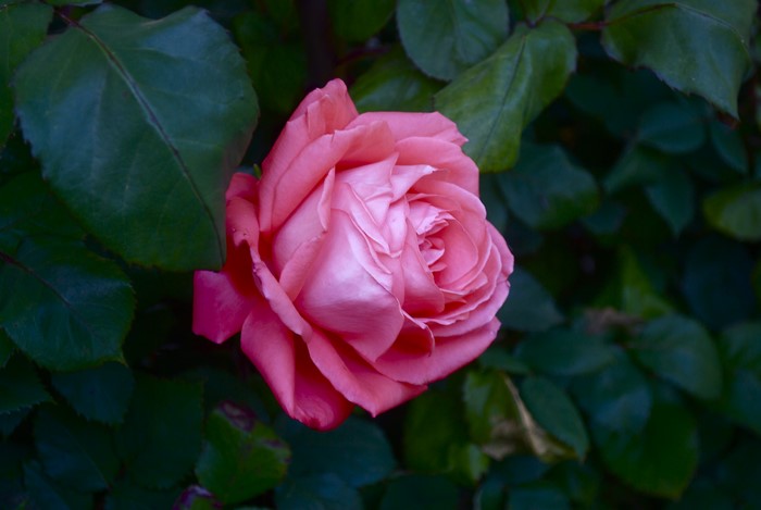 Pink Rose Closeup