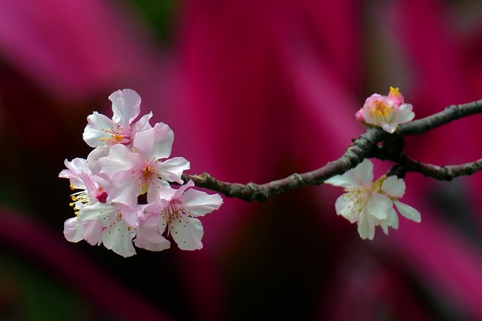Cherry blossoms on a branch