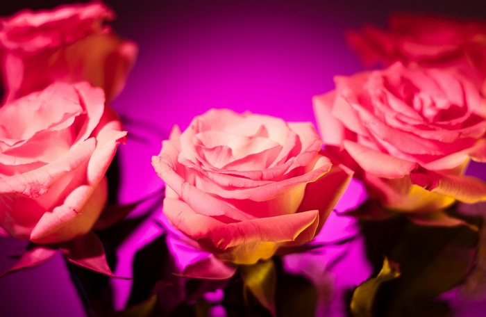 Pink Roses with Purple Lighting