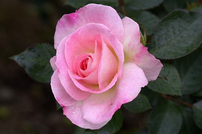 4K Pink Rose Closeup