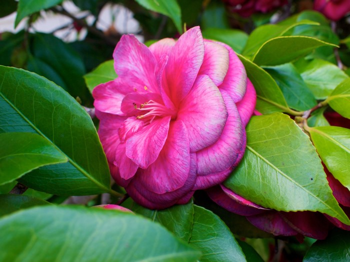 Closeup of a pink Camellia flower with green foliage