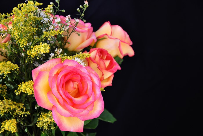 4K Roses with Yellow Flowers on Black Background