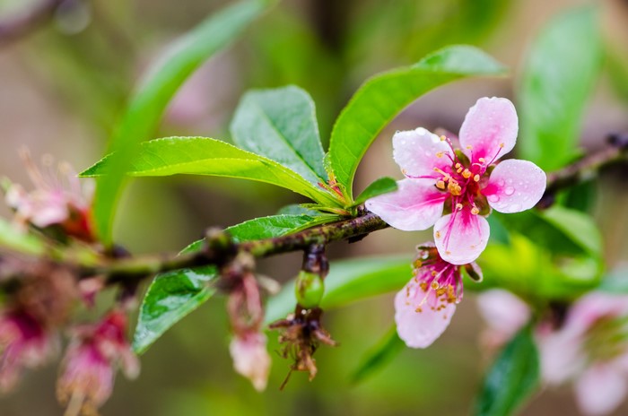 Pink peach blossoms on a branch with green leaves