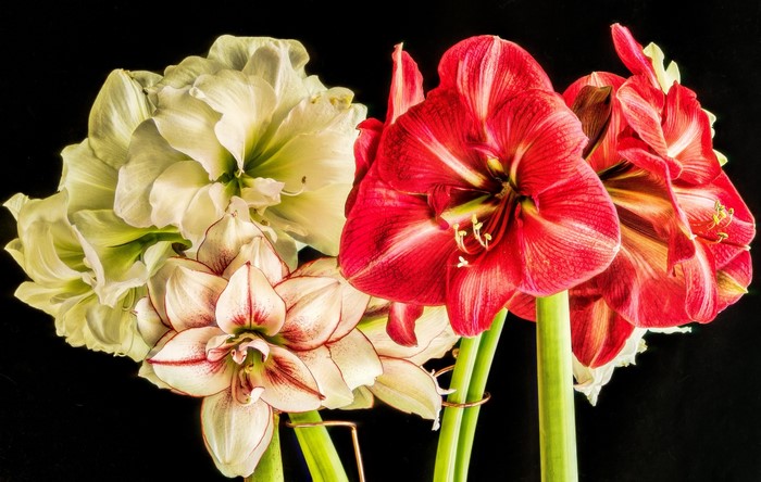 Close-up of red and white Amaryllis flowers
