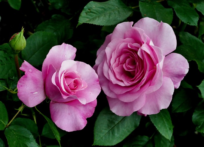 Pink Roses and Bud