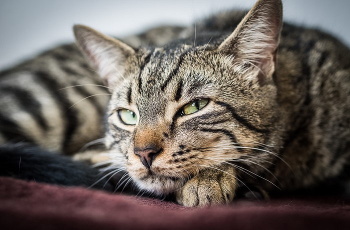 Tabby cat with green eyes lying down